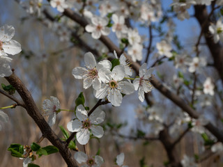 Blooming mirabelle plum tree in spring