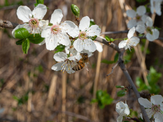 Blooming mirabelle plum tree in spring