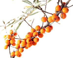 Sea buckthorn berries on a branch