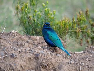 Greater blue-eared starling, Lamprotornis chalybaeus,