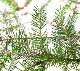 Green needles on a Christmas tree branch