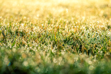 Fototapeta premium Green grass wet by the morning dew on an autumn morning