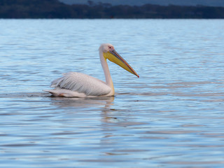 Great-white pelican, Pelecanus onocrotalus,