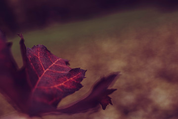 Dunkler Hintergrund mit Herbstmotiv