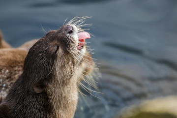 A European Otter seen in North Wales