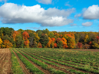farm rows with autumn trees