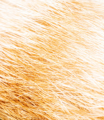 Fototapeta premium Red hair on a cat as a background