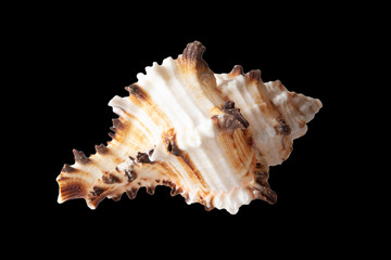Sea shell isolated on a black background