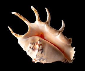 Sea shell isolated on a black background