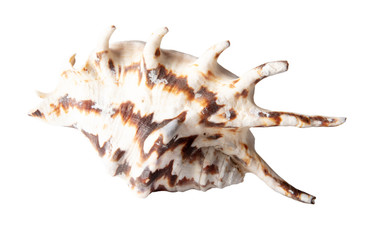 Sea shell isolated on a white background