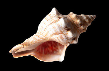 Sea shell isolated on a black background