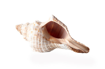 Naklejka premium Sea shell isolated on a white background