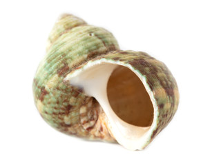 Sea shell isolated on a white background