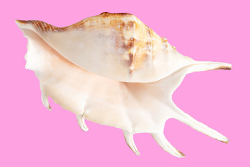 Sea shell isolated on a pink background