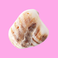 Sea stone from shell isolated on pink background