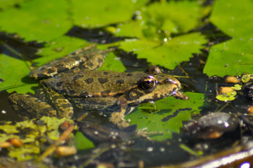 Small frog in boreal Carpathian forests  
