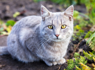 Fototapeta premium Portrait of a cat on the nature