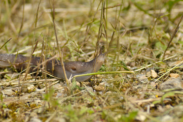 Small snail between leaf of grass 