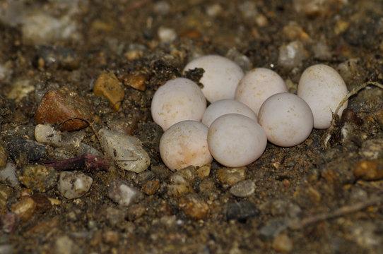 Small European grass snake eggs 