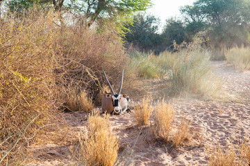 Obraz na płótnie Canvas resting oryx on sand