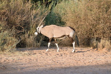 walking oryx, Namibia