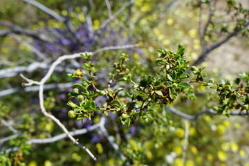 Desert Plants