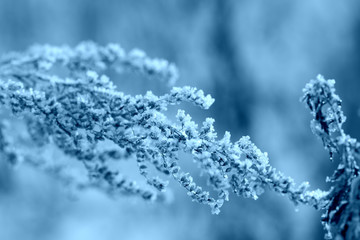 Dry grass in the winter forest close up. Natural background blue color toned