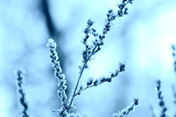 Dry grass in the winter forest close up. Natural background blue color toned