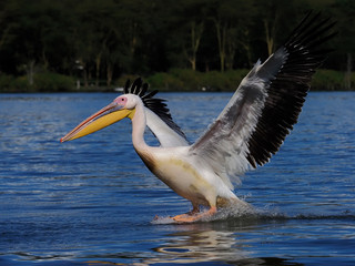 Great-white pelican, Pelecanus onocrotalus,