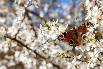 Pfauenauge in den Blüten eines Baumes