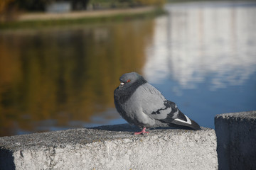 Pigeon feeling cold on the riverbank Svislach. Autumn in Minsk, Belarus