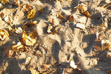 Autumn leaves on golden sand at the beach