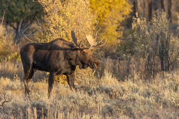 Bull Shiras Moose in Autumn in Wyoming