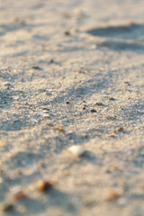 light sand with shells on the beach