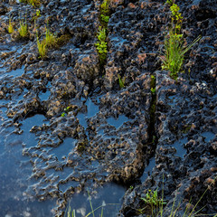 Grass Growing on Rock