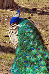 Obraz premium Peacock or Indian peafowl. Esfahan, Iran.