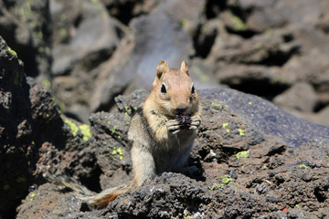 chipmunk eating berry front view