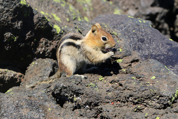 Chipmunk eating
