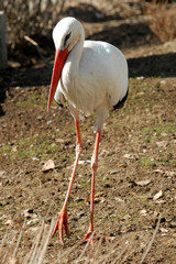 White Stork (Ciconia ciconia). Esfahan, Iran.