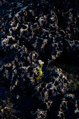 Fototapeta na wymiar Flower Growing on Rock