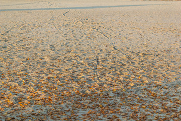 On the sand track from two wheels