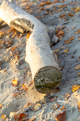 Squeak log with autumn yellow leaves