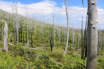 burnt forest