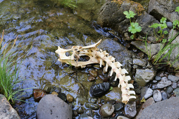 bones in river