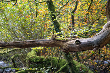 Fototapeta premium A dead tree branch with a spider's web glistening in the sun