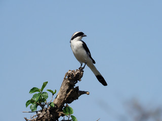 Grey-backed fiscal shrike, Lanius excubitoroides,