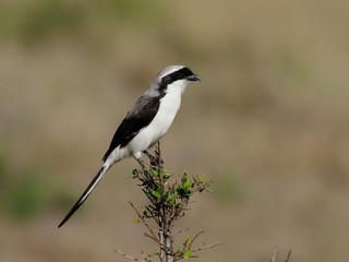 Grey-backed fiscal shrike, Lanius excubitoroides,