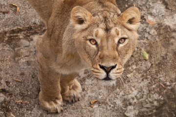 Obraz na płótnie Canvas calm look from below. thirsty gaze of a large predatory cat of a female lioness from the bottom up, the eyes languid brown-ebony look fixed on the viewer, he is greedy and sensual