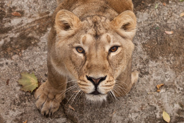 thirsty gaze of a large predatory cat of a female lioness from the bottom up, the eyes languid brown-ebony look fixed on the viewer, he is greedy and sensual