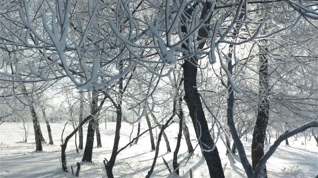 birch trees  covered with hoar frost winter forest   